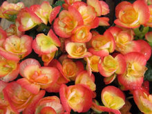 Load image into Gallery viewer, Begonia  Single Plant
