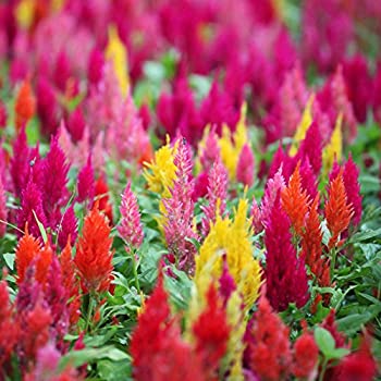 Celosia Assorted Mix 4 Plant-Pak