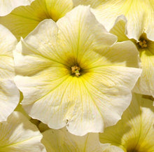 Load image into Gallery viewer, Petunia Assorted 3 Plant-Pak
