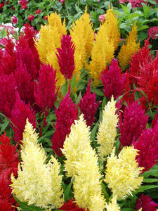 Celosia Assorted Mix 4 Plant-Pak