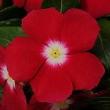 Load image into Gallery viewer, Vinca &quot;Pacifica&quot; 4 Plant-Pak
