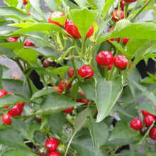 Load image into Gallery viewer, Hot Pepper 4 Plant-Pak
