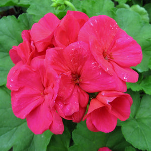 Geraniums "Americana" Single Plant