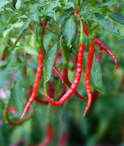 Hot Pepper 4 Plant-Pak