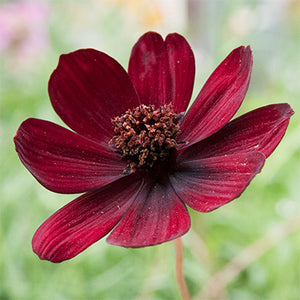 Cosmos "Choca Mocha" Single Plant