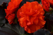 Load image into Gallery viewer, Begonia &quot;Solenia&quot; Single Plant
