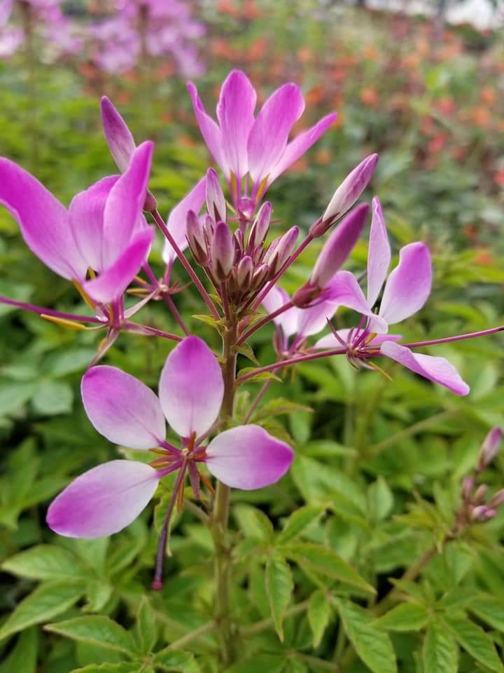 Cleome 