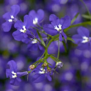 Lobelia "Techno Heat Trailing" Single Plant