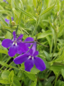 Lobelia "Techno Heat Trailing" Single Plant