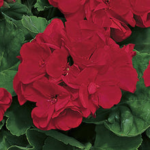 Load image into Gallery viewer, Geraniums &quot;Americana&quot; Single Plant
