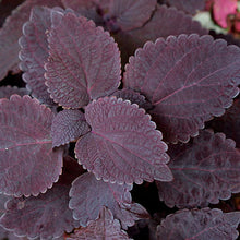 Load image into Gallery viewer, Coleus Single Plant
