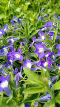 Load image into Gallery viewer, Lobelia &quot;Hot Bavaria&quot; Single Plant
