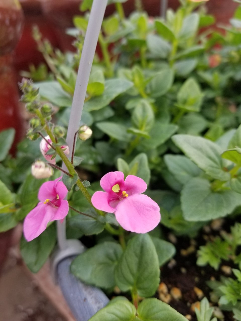 Diascia Single Plant