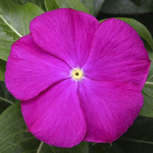 Load image into Gallery viewer, Vinca &quot;Sunstorm&quot; 4 Plant -Pak
