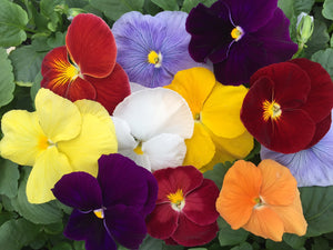 Pansy "Delta Mix" 3 Plant-Pak