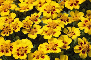 Marigold "Disco" 4 Plant-Pak