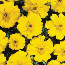 Load image into Gallery viewer, Marigold &quot;Disco&quot; 4 Plant-Pak
