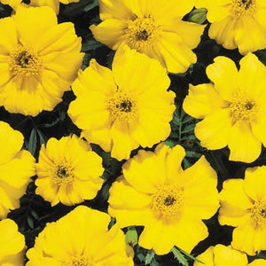 Marigold "Disco" 4 Plant-Pak