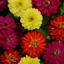 Load image into Gallery viewer, Zinnia Assorted 4 Plant-Pak
