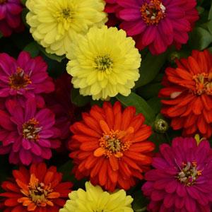 Zinnia Assorted 4 Plant-Pak