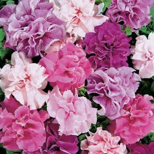 Petunia Assorted 3 Plant-Pak