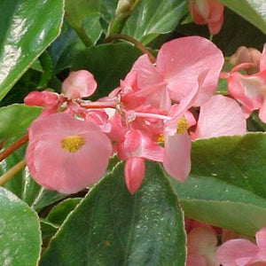 Begonia "Dragon Wing " Single Plant