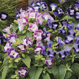 Wishbone "Duchess Mix" 4 Plant-Pak