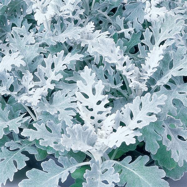 Dusty Miller 3 Plant-Pak