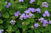 Load image into Gallery viewer, Ageratum &quot;Hawaii Blue&quot; 4 Plant-Pak
