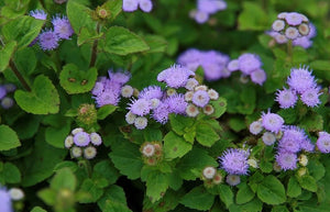 Ageratum "Hawaii Blue" 4 Plant-Pak