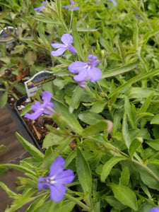 Lobelia "Techno Heat Trailing" Single Plant