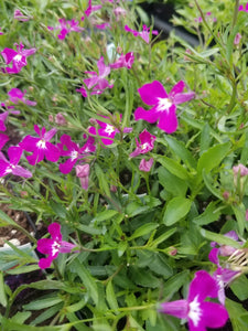 Lobelia "Techno Heat Trailing" Single Plant