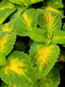 Coleus Single Plant Shade