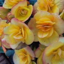 Load image into Gallery viewer, Begonia  Single Plant
