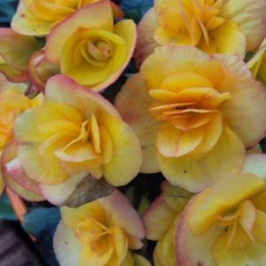 Begonia  Single Plant