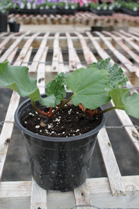 Rhubarb "Victoria" Single pot.