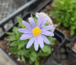 Cape Town Daisy "Forever Blue" Single Plant