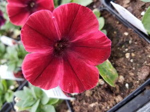 Petunia "Sweetunia" Single Plant