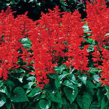 Load image into Gallery viewer, Salvia Assorted 4 Plant-pak
