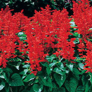 Salvia Assorted 4 Plant-pak