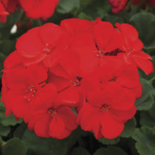 Load image into Gallery viewer, Geranium &quot;Rocky Mountain&quot; Single Plant
