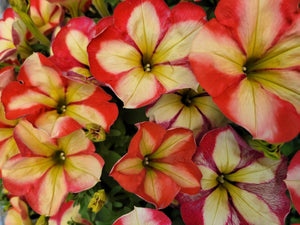 Petunia "Crazytunia" Single Plant