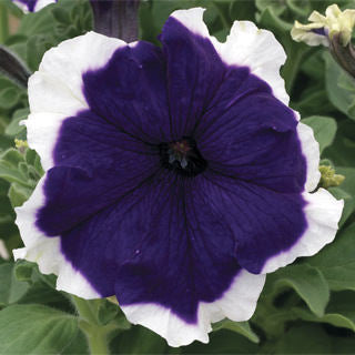 Petunia Assorted 3 Plant-Pak