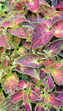 Load image into Gallery viewer, Coleus Single Plant
