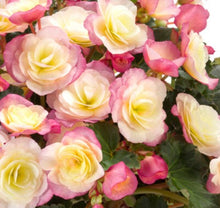 Load image into Gallery viewer, Begonia  Single Plant
