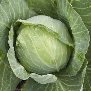 Cabbage 4 Plant-Pak