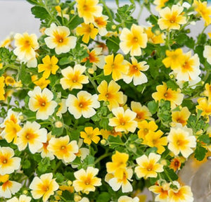 Bacopa "Goldstar" Single Plant