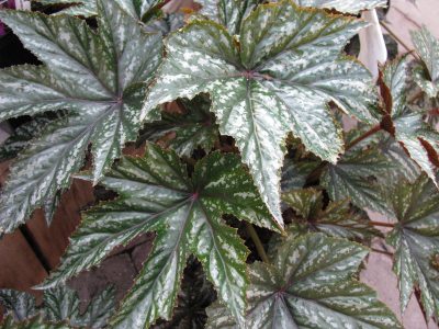 Begonia 