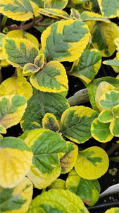 Swedish Ivy single Plant