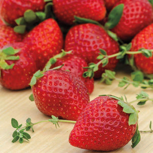 Strawberry "Ozark Beauty" 2 Plant Pot